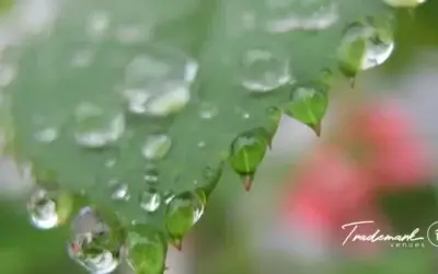 Weathering the Storm: Handling Rain on Your Wedding Day